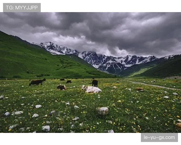 亚美尼亚国家队高加索虎近期表现稳健竞争力增强
